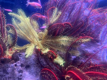 伊豆・三津シーパラダイスに投稿された画像（2023/11/19）