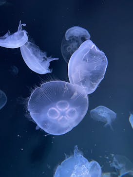 サンシャイン水族館に投稿された画像（2023/11/19）