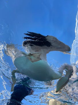 サンシャイン水族館に投稿された画像（2023/11/19）