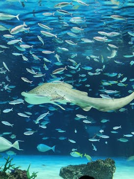 サンシャイン水族館に投稿された画像（2023/11/19）