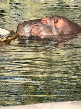 天王寺動物園に投稿された画像（2023/11/19）
