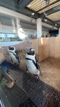京都水族館に投稿された画像（2023/11/19）