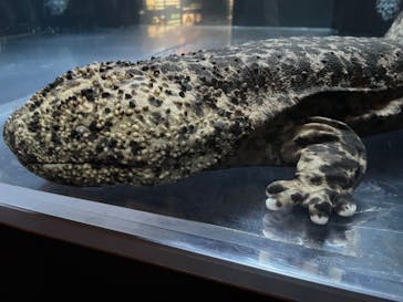 京都水族館に投稿された画像（2023/11/19）