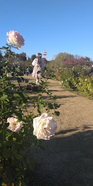 京成バラ園に投稿された画像（2023/11/19）