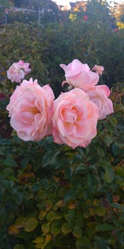 京成バラ園に投稿された画像（2023/11/19）