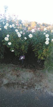 京成バラ園に投稿された画像（2023/11/19）