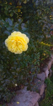 京成バラ園に投稿された画像（2023/11/19）