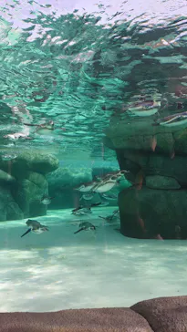 天王寺動物園に投稿された画像（2023/11/19）