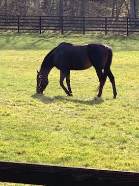 ノーザンホースパークに投稿された画像（2023/11/19）