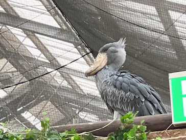 神戸どうぶつ王国に投稿された画像（2023/11/19）