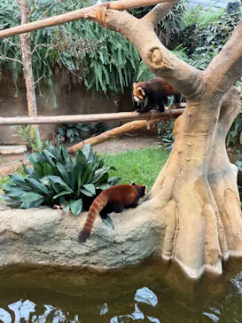 神戸どうぶつ王国に投稿された画像（2023/11/19）