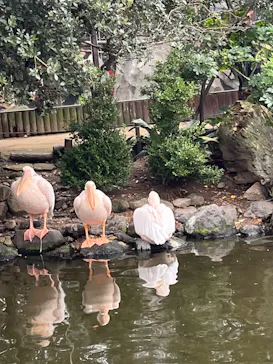 神戸どうぶつ王国に投稿された画像（2023/11/19）