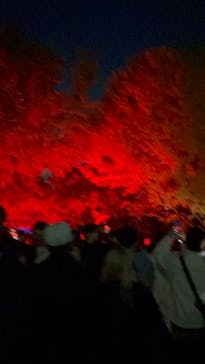 国営昭和記念公園 秋の夜散歩に投稿された画像（2023/11/19）