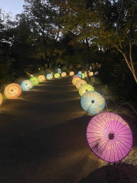 国営昭和記念公園 秋の夜散歩に投稿された画像（2023/11/19）