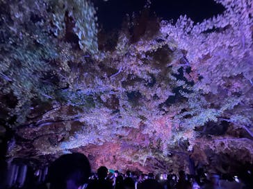 国営昭和記念公園 秋の夜散歩に投稿された画像（2023/11/19）