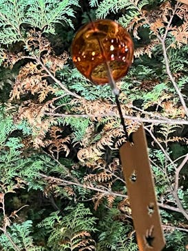 国営昭和記念公園 秋の夜散歩に投稿された画像（2023/11/19）