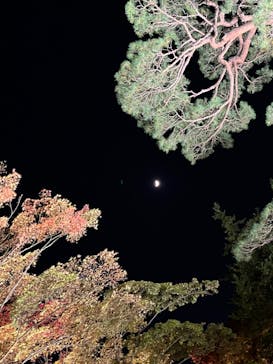 国営昭和記念公園 秋の夜散歩に投稿された画像（2023/11/19）