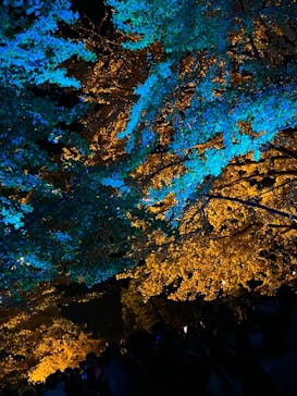 国営昭和記念公園 秋の夜散歩に投稿された画像（2023/11/19）