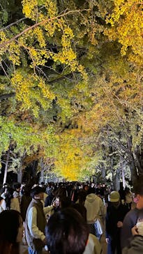 国営昭和記念公園 秋の夜散歩に投稿された画像（2023/11/19）