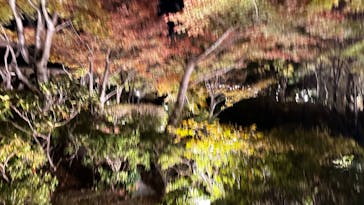 国営昭和記念公園 秋の夜散歩に投稿された画像（2023/11/19）