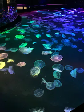 すみだ水族館に投稿された画像（2023/11/19）