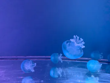 すみだ水族館に投稿された画像（2023/11/19）