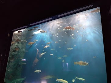 サケのふるさと 千歳水族館に投稿された画像（2023/11/19）