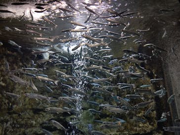 サケのふるさと 千歳水族館に投稿された画像（2023/11/19）