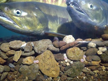 サケのふるさと 千歳水族館に投稿された画像（2023/11/19）