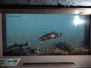 サケのふるさと 千歳水族館に投稿された画像（2023/11/19）