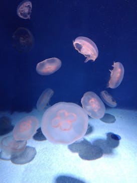 新江ノ島水族館に投稿された画像（2023/11/19）