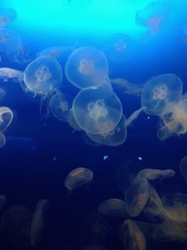 新江ノ島水族館に投稿された画像（2023/11/19）