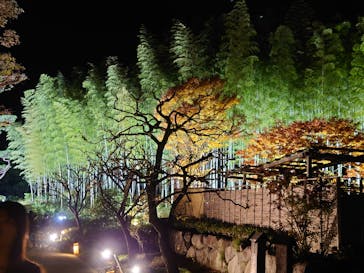 国営昭和記念公園 秋の夜散歩に投稿された画像（2023/11/19）