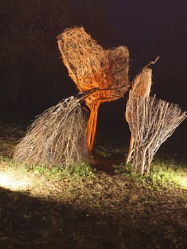 国営昭和記念公園 秋の夜散歩に投稿された画像（2023/11/19）