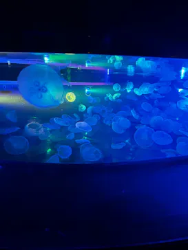 すみだ水族館に投稿された画像（2023/11/19）