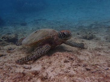 宮古島 ADVENTURE PiPi（ミヤコジマ アドベンチャー ピピ）に投稿された画像（2023/11/19）