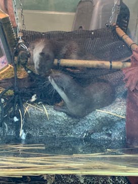 サンシャイン水族館に投稿された画像（2023/11/19）