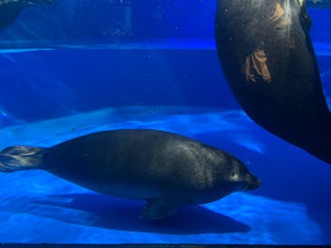 サンシャイン水族館に投稿された画像（2023/11/19）