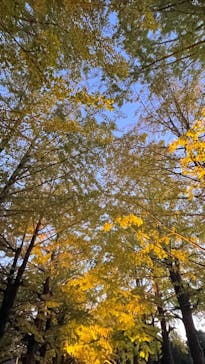 国営昭和記念公園 秋の夜散歩に投稿された画像（2023/11/19）