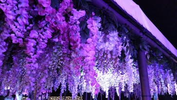 東京メガイルミに投稿された画像（2023/11/19）