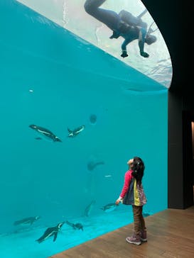 上越市立水族博物館 うみがたりに投稿された画像（2023/11/19）