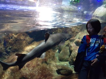 新江ノ島水族館に投稿された画像（2023/11/19）