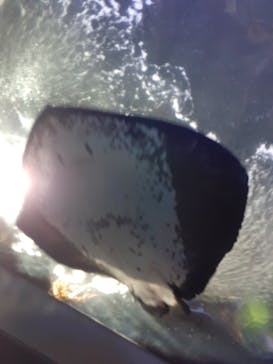 新江ノ島水族館に投稿された画像（2023/11/19）