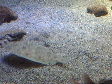 新江ノ島水族館に投稿された画像（2023/11/19）