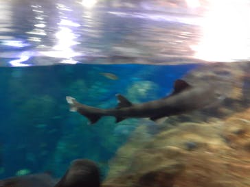 新江ノ島水族館に投稿された画像（2023/11/19）