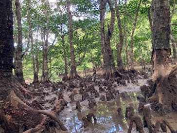 西表島 ADVENTURE PiPi（アドベンチャーピピ）に投稿された画像（2023/11/19）