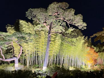 国営昭和記念公園 秋の夜散歩に投稿された画像（2023/11/19）