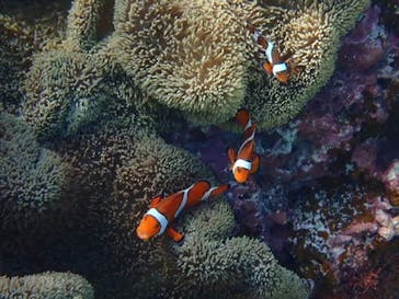 宮古島 ADVENTURE PiPi（ミヤコジマ アドベンチャー ピピ）に投稿された画像（2023/11/19）