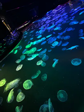 すみだ水族館に投稿された画像（2023/11/19）