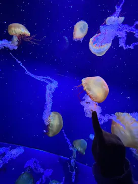 すみだ水族館に投稿された画像（2023/11/19）